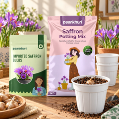 Imported Saffron Bulbs