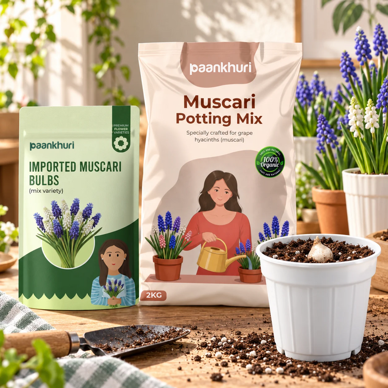 Imported Muscari Bulbs