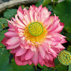 Rare & Exotic Varieties Lotus Tubers
