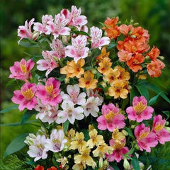 Alstroemeria Flower Bulbs