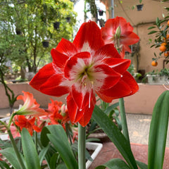 Double-Petal Amaryllis Lily Bulbs