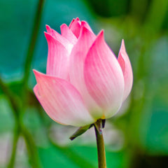 Lotus Seeds (Buy 25 Seeds Get 25 Free)