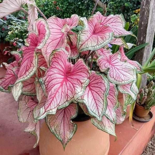 Caladium Bulbs