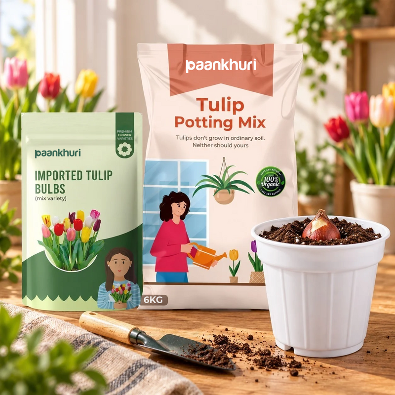 Imported Tulip Bulbs