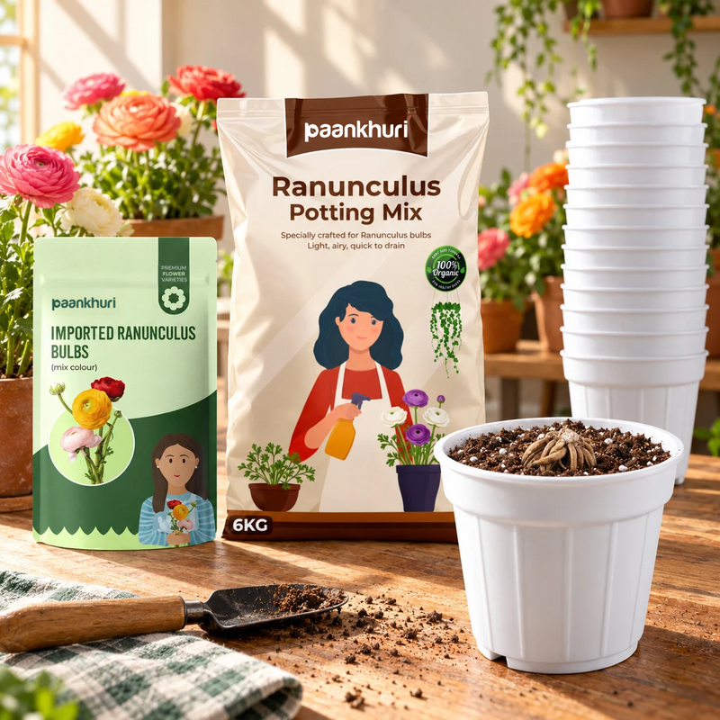 Ranunculus Bulbs