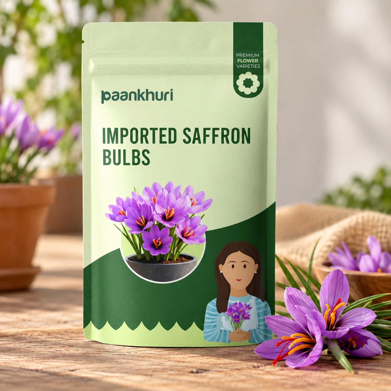 Imported Saffron Bulbs