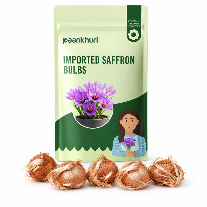 Imported Saffron Bulbs