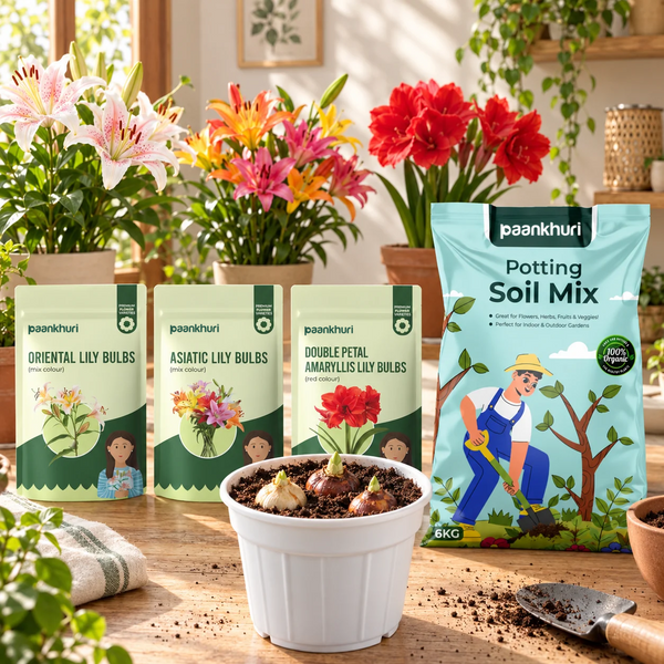 Easy to Grow Lily Bulbs Combo
