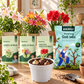 Easy to Grow Lily Bulbs Combo