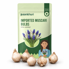 Imported Muscari Bulbs