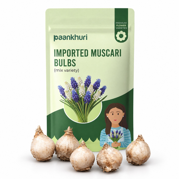 Imported Muscari Bulbs