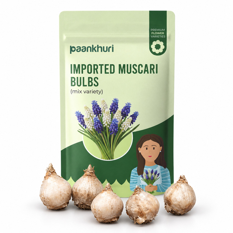 Imported Muscari Bulbs