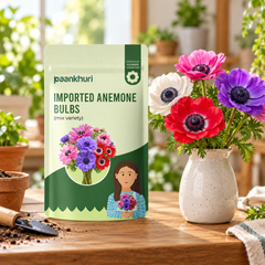 Imported Anemone Bulbs