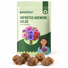 Imported Anemone Bulbs