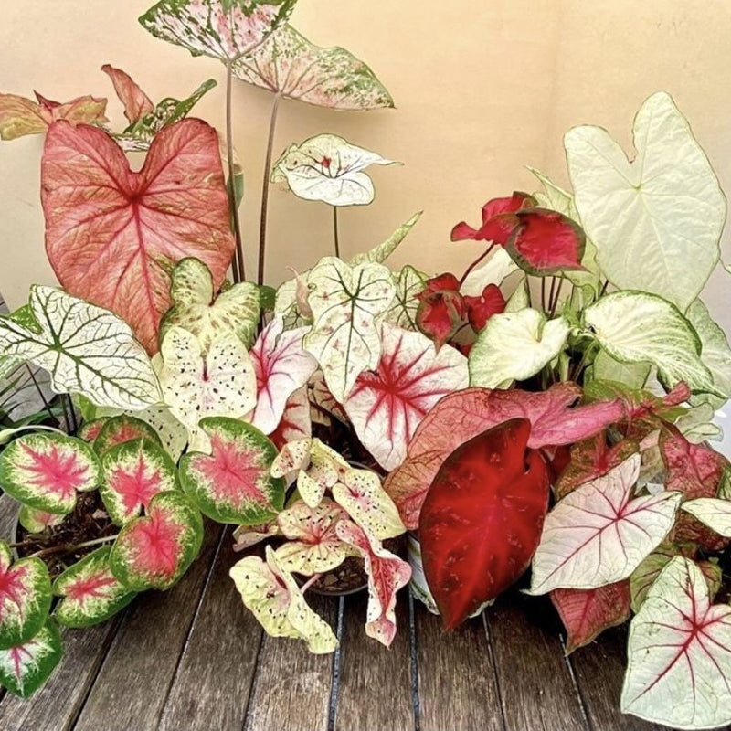 Mixed Caladium Bulbs