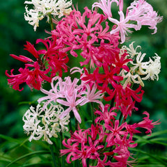 Nerine Lily Bulbs