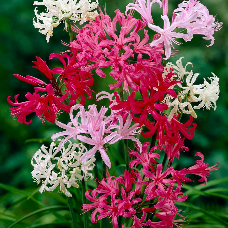 Nerine Lily Bulbs