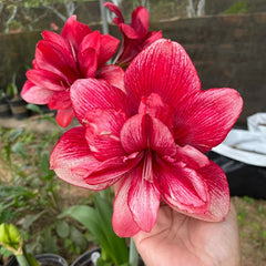 Double-Petal Amaryllis Lily Bulbs