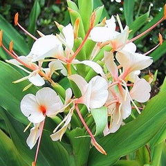 Ginger Lily Bulbs