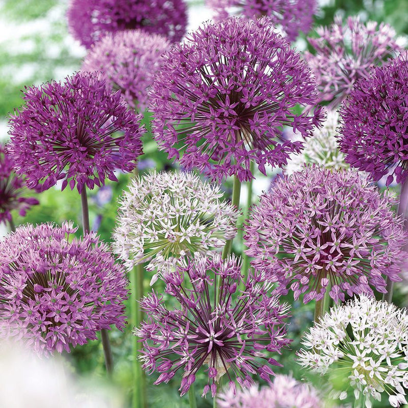 Allium Flower Bulbs