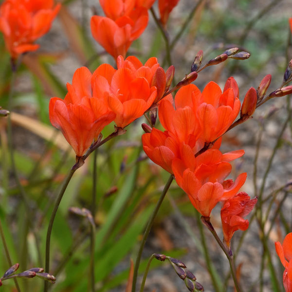 Tritonia Bulbs