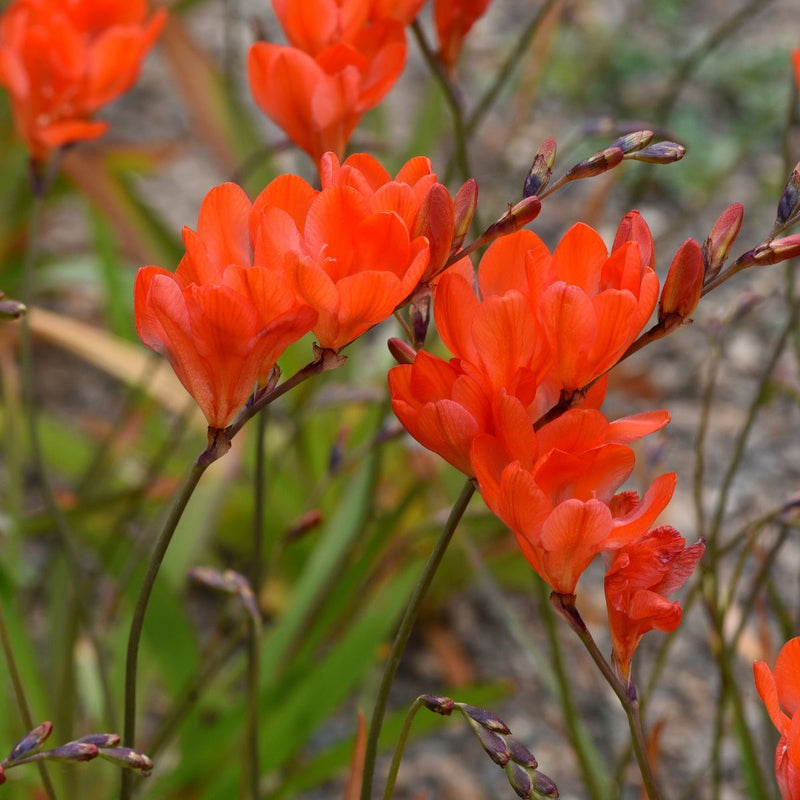 Tritonia Bulbs