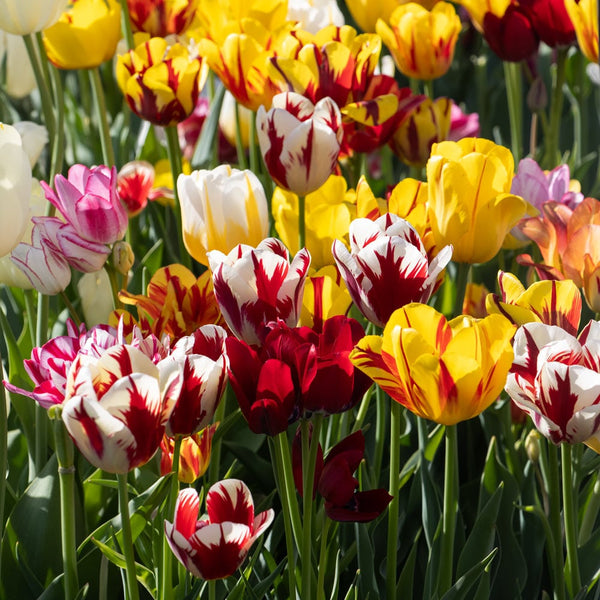 Tulip Bulbs - Mix Colour