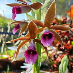 Nun Orchid Bulbs