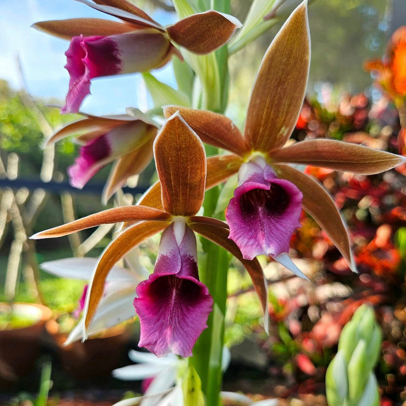 Nun Orchid Bulbs