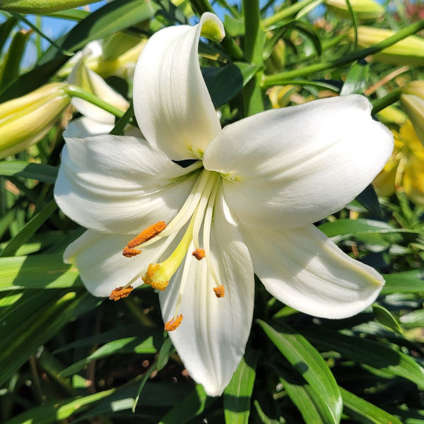 Imported Asiatic Lily