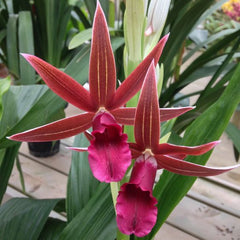 Nun Orchid Bulbs
