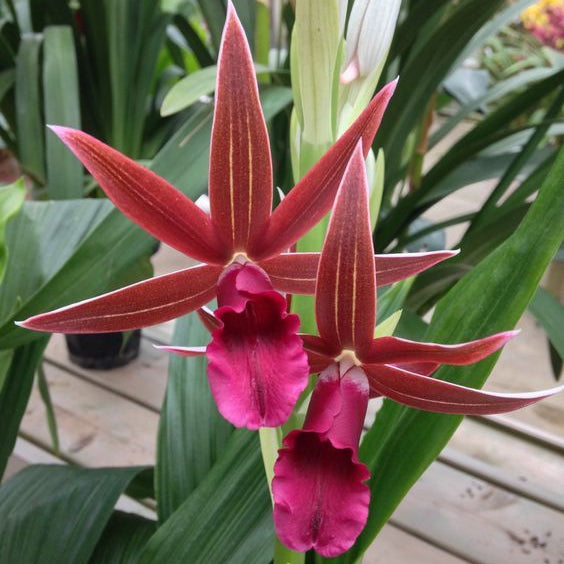 Nun Orchid Bulbs