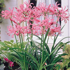 Mixed Nerine Lily Bulbs