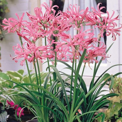 Mixed Nerine Lily Bulbs