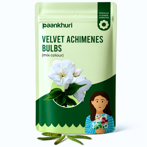 Velvet Achimenes Bulbs