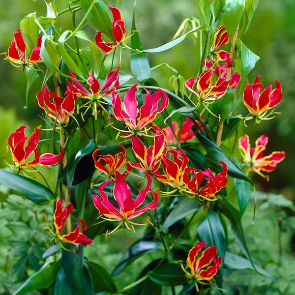 Flaming Lily Bulbs