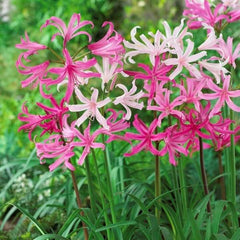 Nerine Lily Bulbs