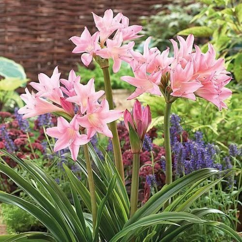 Amaryllis Belladonna Bulbs