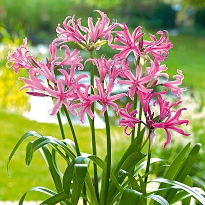 Mixed Nerine Lily Bulbs