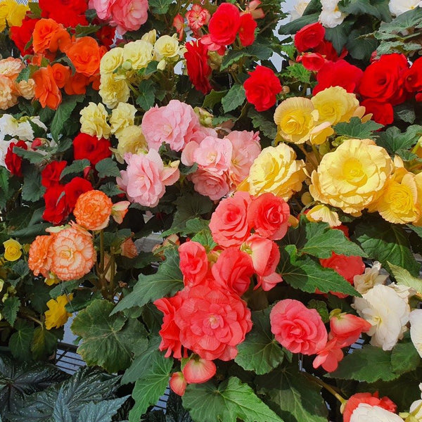 Mixed Double Petal Begonia Bulbs