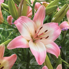 Asiatic Lily Bulbs