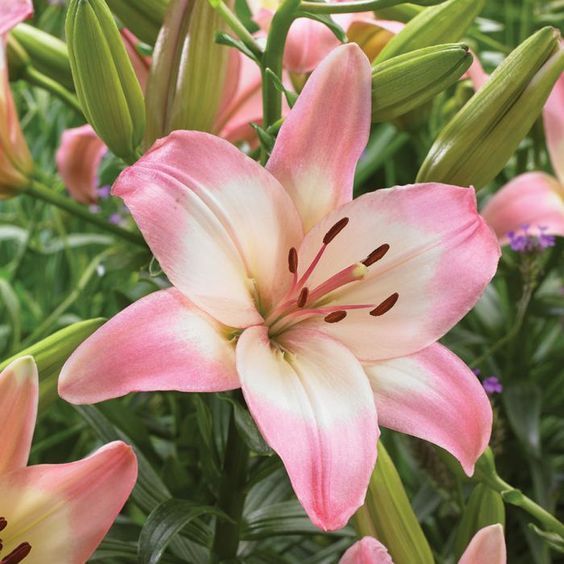 Asiatic Lily Bulbs