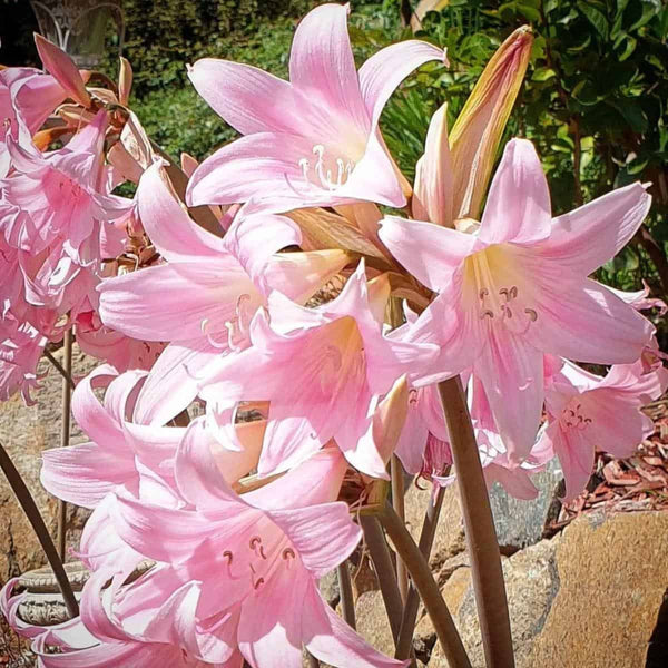 Amaryllis Belladonna Bulbs