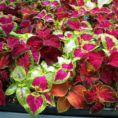 Multi-Color Coleus Blumei Rainbow Seeds(Pack of 70)