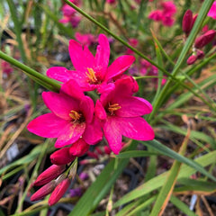 Ixia Flower Bulb - Mix Colour