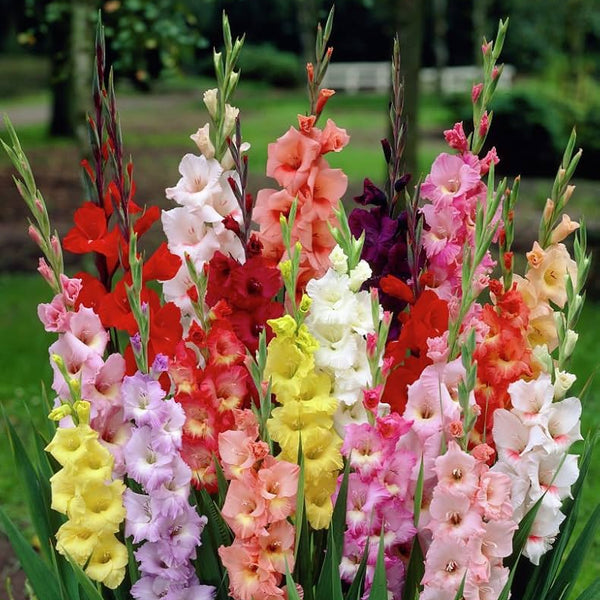 Gladiolus Bulbs (Mix Colour)