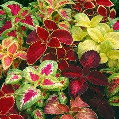 Multi-Color Coleus Blumei Rainbow Seeds(Pack of 70)
