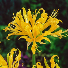 Spider Lily Bulbs