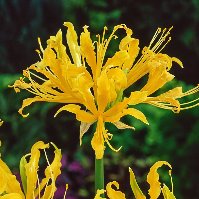 Spider Lily Bulbs