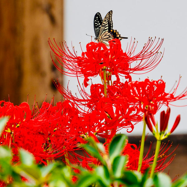 Mixed Spider lily Bulbs